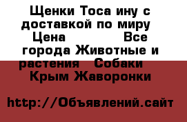 Щенки Тоса-ину с доставкой по миру › Цена ­ 68 000 - Все города Животные и растения » Собаки   . Крым,Жаворонки